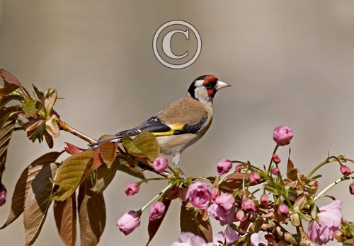 Goldfinch DM0779